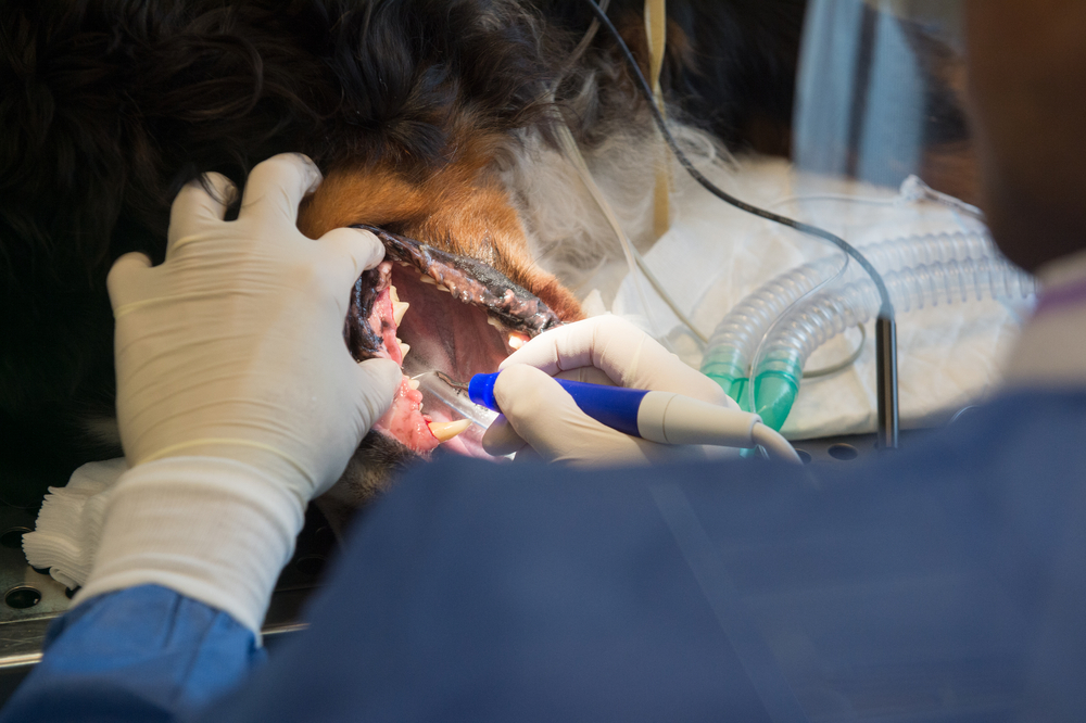 Veterinary Dentist Performing Oral Surgery on Dog