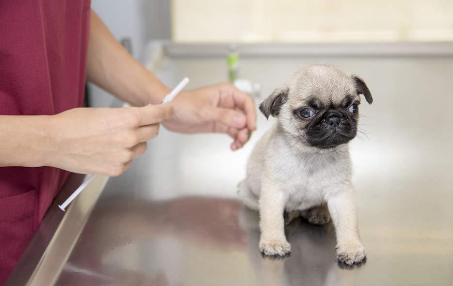 Puppy Being Vaccinated